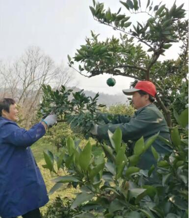 廣西覆膜種植柑橘手藝_現(xiàn)在是砂糖橘上市頂峰期