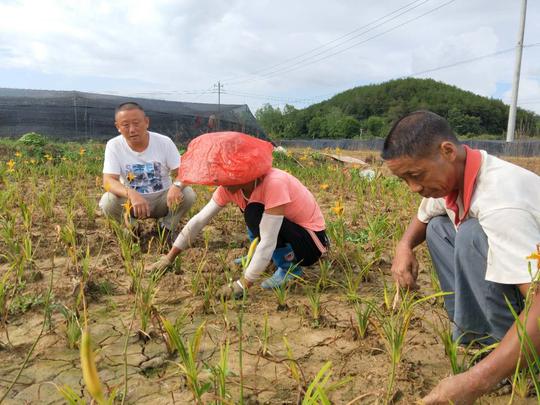 阳新县公桥村：抓住产业特色实现多元致富
