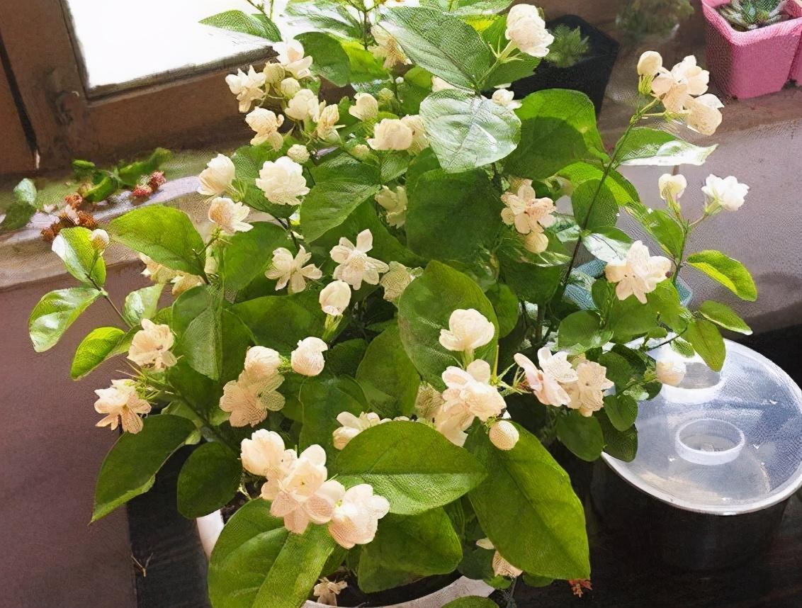 盆栽茉莉怎样过冬,茉莉花盆栽怎么种?