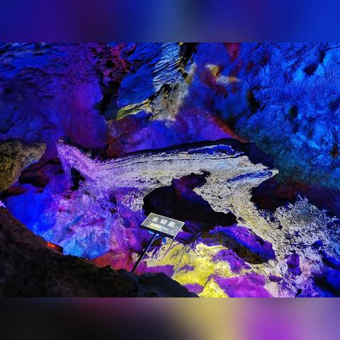 桂林市森林深处有什么树