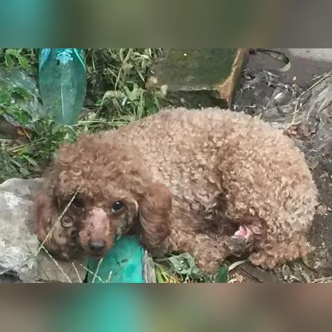 临沂市泰迪繁殖的长尾关键词有哪些