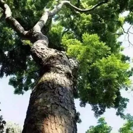 温州市红木装修定制的长尾关键词有什么