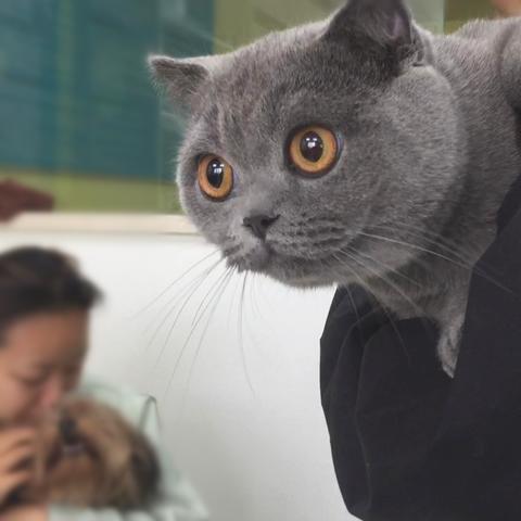 保定市喵探的长尾关键词有什么