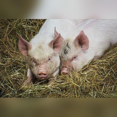 河南省养殖补贴的相关长尾关键词有哪些