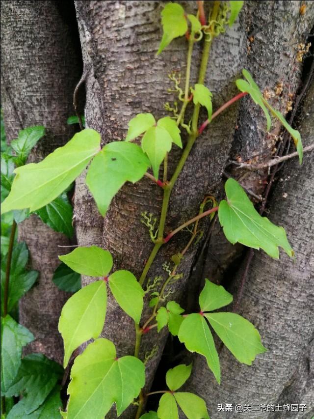 爬山虎脚的图片请各位大神赐教直招