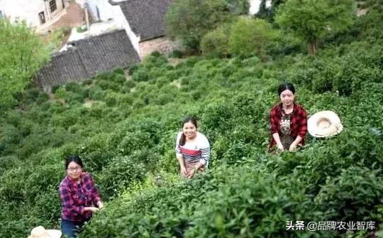 高考女状元返乡创业种茶，茶叶年销售超1000万