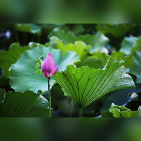 无锡市哪里可以看荷花