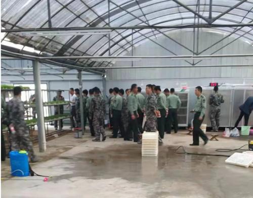 豆蔻知青水培芽苗菜,参观学习芽苗菜种植建设工作