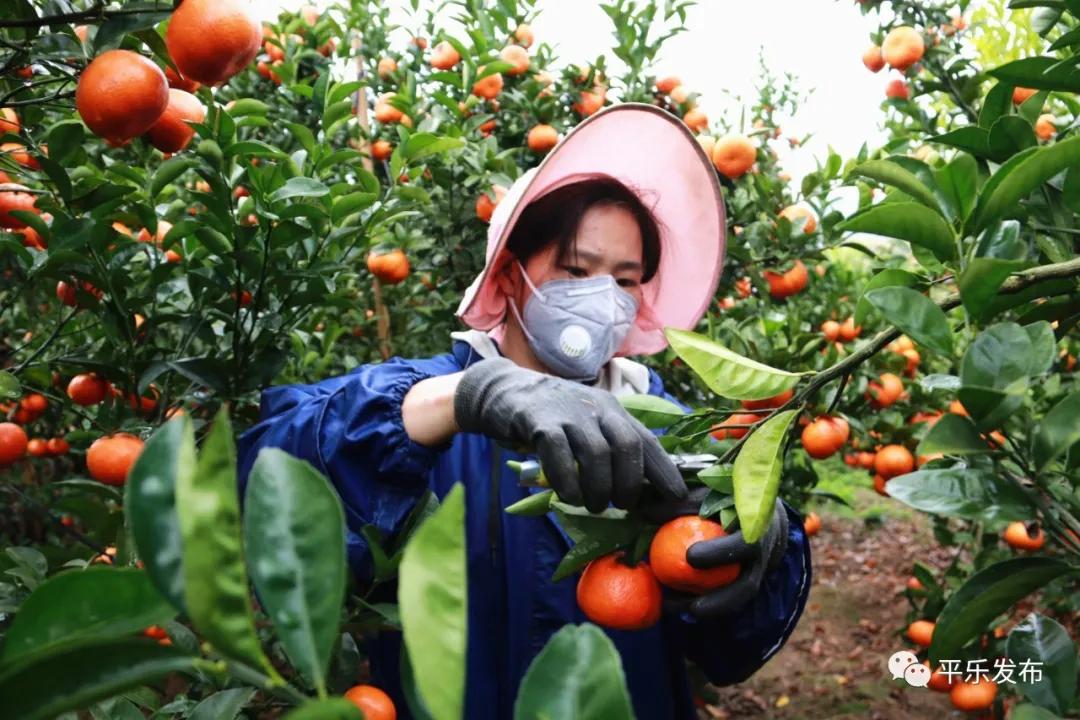 廣西平樂柑橘種植手藝_廣西有哪些生果特產