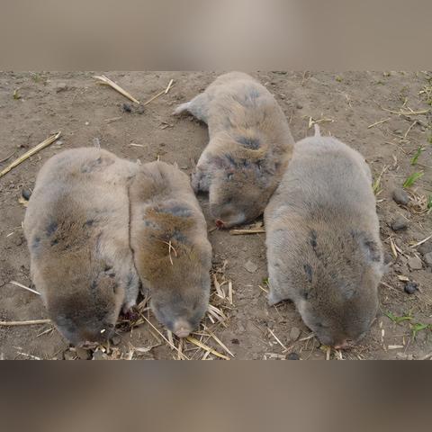 地羊是什么动物