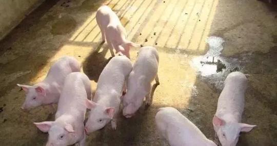 农村养猪、养牛、养羊、养鸡、养驴，2019养殖哪个有前景？