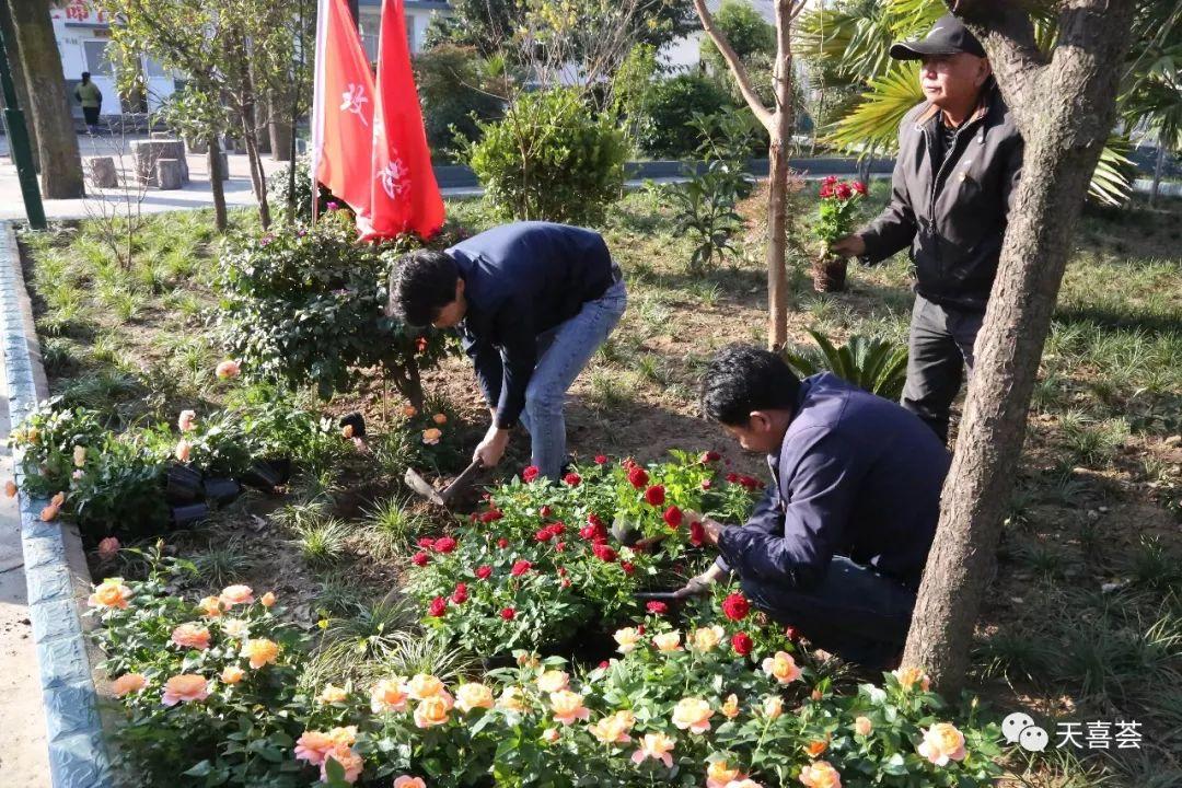 盆栽玫瑰 天喜花卉,今天是二十四节气中的立夏?