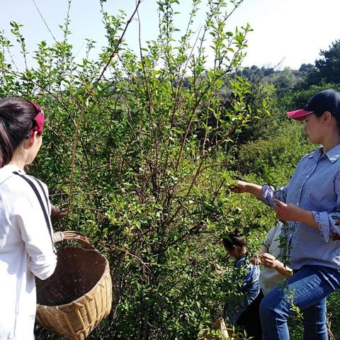 兰州铁观音茶生产的相关长尾关键词有哪些