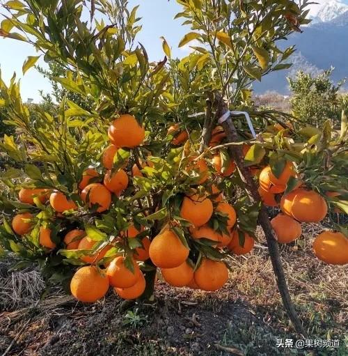 日本柑橘種植手藝冊(cè)本保舉_愛(ài)媛38號(hào)柑桔種植手藝以及品種特征是如何的