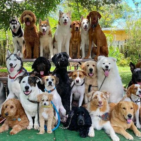 成都市狗狗群有哪些名字