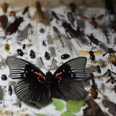 上海有哪些大型昆虫