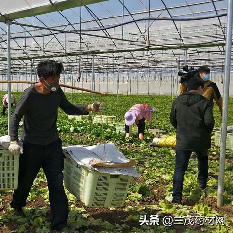 【武汉今日鸡蛋价格】2025年6月6日武汉鸡蛋价格是多少