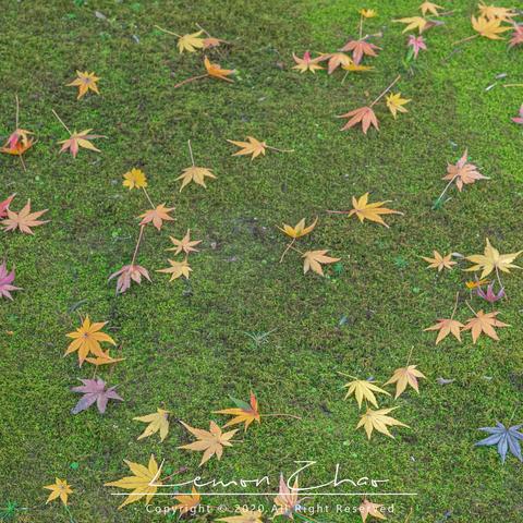 无锡市樱花去哪里看