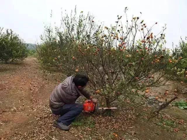 柑橘清園防治病蟲(chóng)害_柑橘煙煤病該如何防治