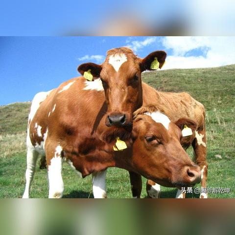 生肖猴运势好的年份(属猴的哪年运气好)