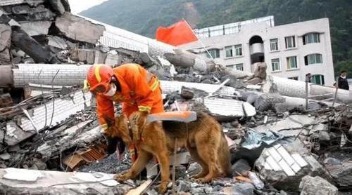 现实版一条狗的使命：汶川地震救出15人的英雄狗狗，走了