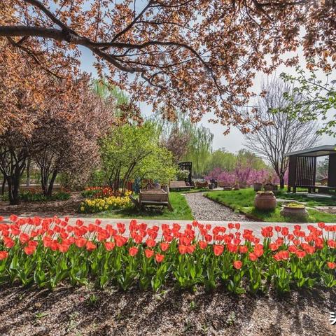 石家庄市樱花什么时候开