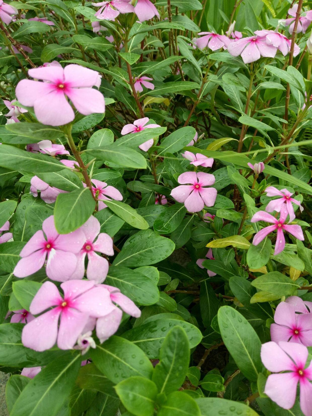 长春花养了十年,长春花叶子不绿啥原因?