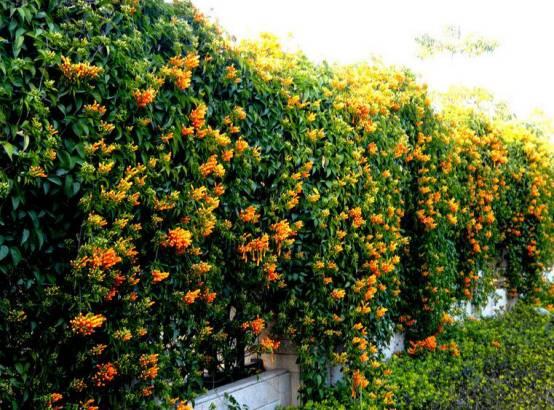 凌霄花如何进行整形修剪?