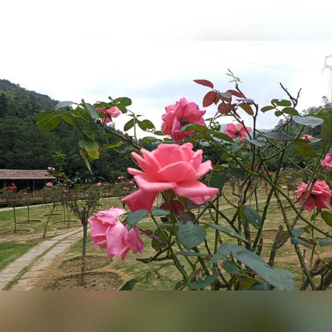 5月1厦门什么天气预报