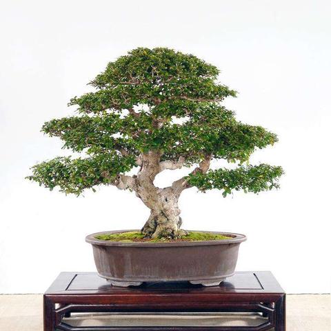 福建茶宣传的相关长尾关键词有哪些