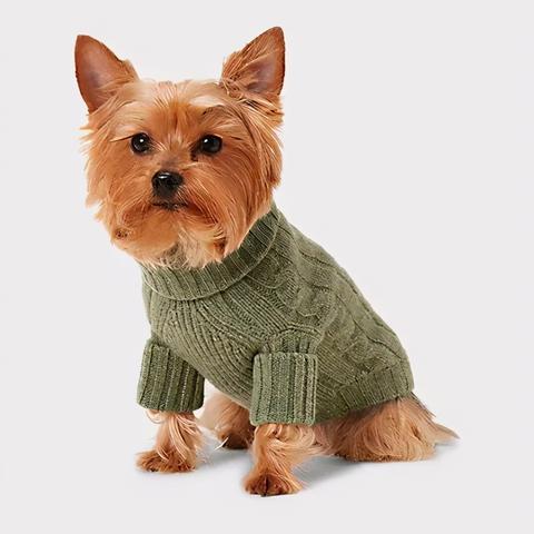 温州市暖暖宠物的长尾关键词有哪些