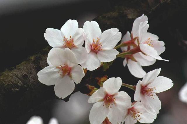 32朵玫瑰的花语是什么,10000朵玫瑰花代表什么?"