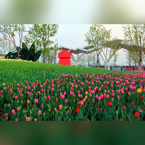 南宁园博园郁金香在哪的相关长尾关键词有哪些