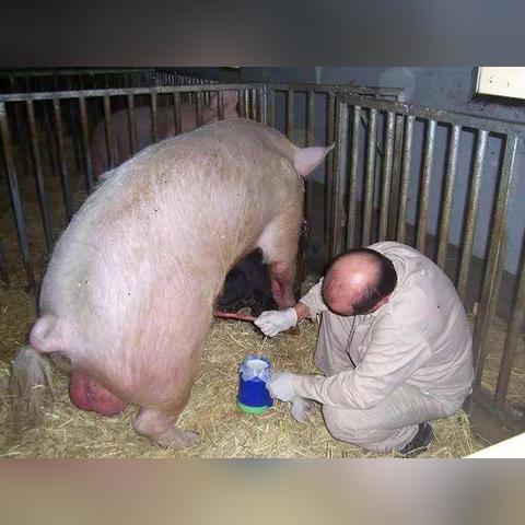 人的配种大全视频看的长尾关键词有什么