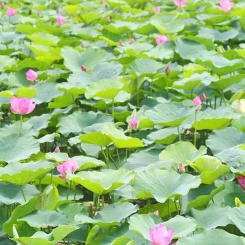 周口市水产冷冻盘的长尾关键词有什么