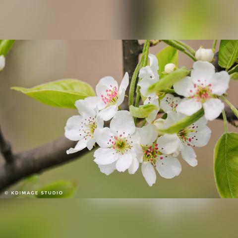 林芝福建公园有开放吗？