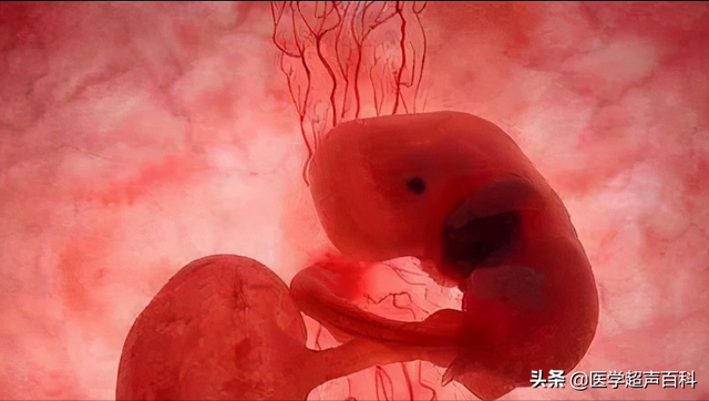 胚胎停育有哪些原因？如何预防胚胎停育