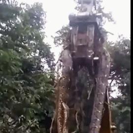 桂林挖机蛇相关长尾关键词有哪些