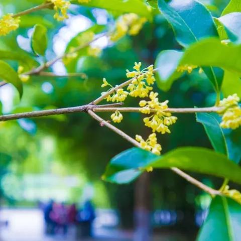 合肥市哪里有卖桂花树苗