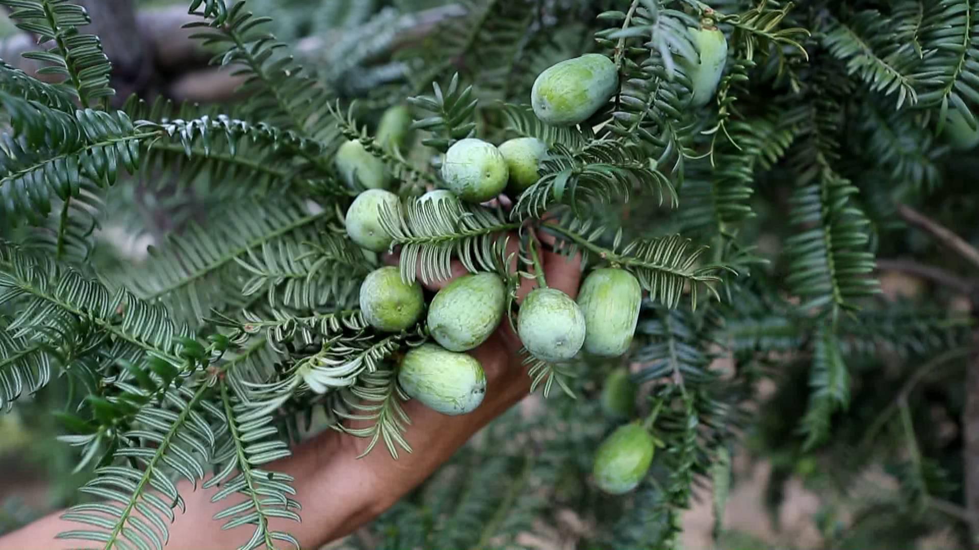 什么树长得快又值钱,种植金丝楠的前景如何?"