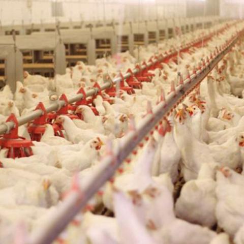 广东省佛山市南海区鸡场的长尾关键词有什么