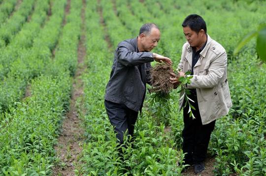 农民种地不挣钱，怎么才能靠种地来增加收入，看看这几个方法