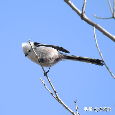 圆明园 电影的长尾关键词有什么