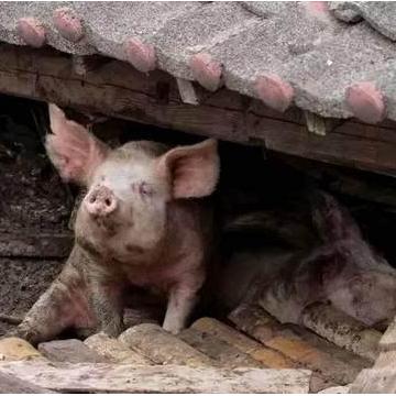 生肖猪6月运势感情(生肖猪6月运势感情如何)