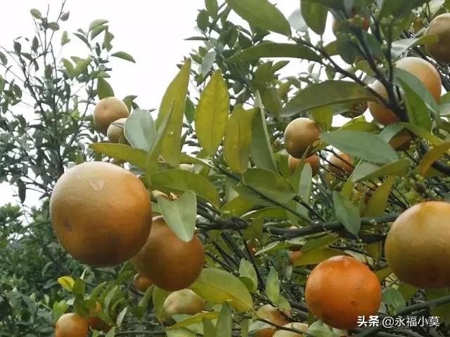 柑橘病蟲害防治圖片大全_柑橘紅斑病怎么防治