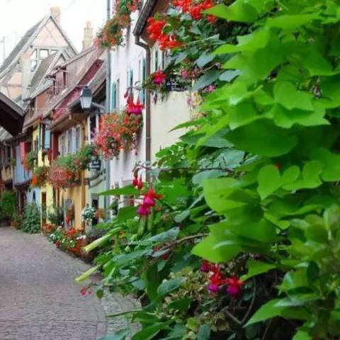 鲜花小镇南通长尾关键词有什么