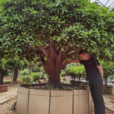 临沂市盆景中心在哪里