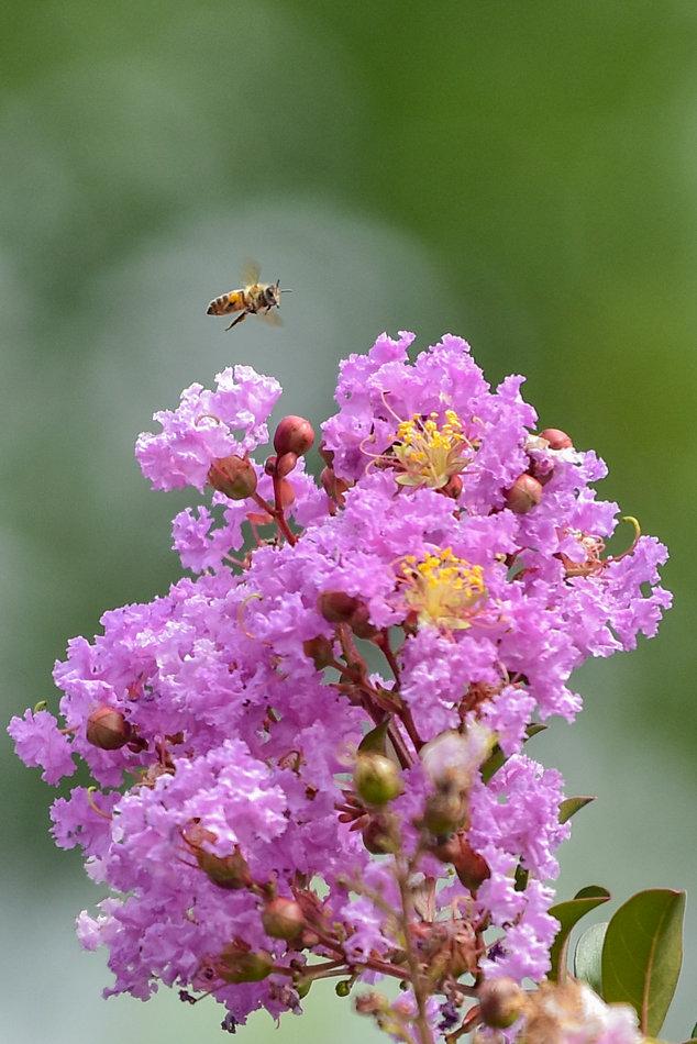 紫薇花什么季节开花,紫薇开花有多久时间?