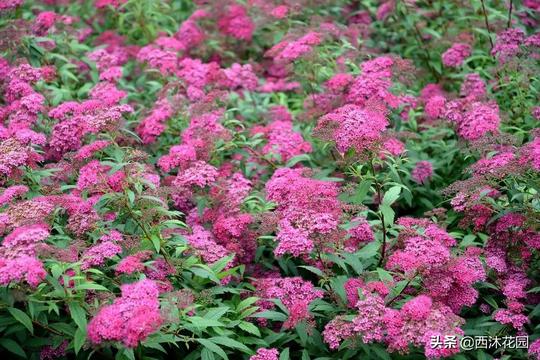 9种不挑土壤的冷门花卉