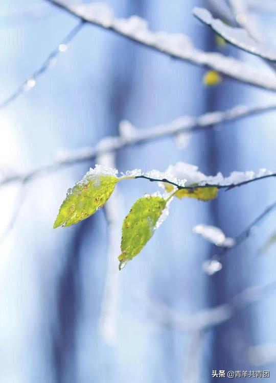 青年创新创业就业筑梦工程｜今日小雪，花卉水墨写生课如约而至